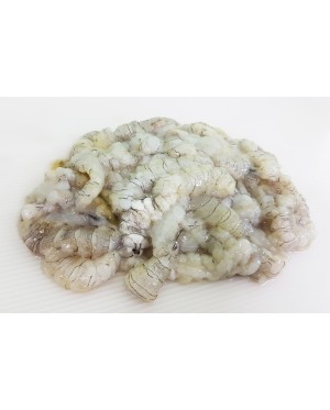 Udang Lipan 虾蛄 Mantis shrimp