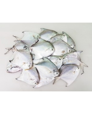 Ikan Bawal Putih (XS) 白鲳鱼 (特小) Local White Pompret (XS)