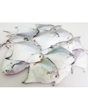 Ikan Bawal Putih (XS) 白鲳鱼 (特小) Local White Pompret (XS)