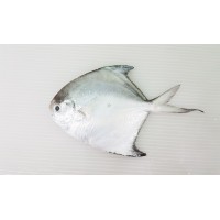Ikan Bawal Putih (XS) 白鲳鱼 (特小) Local White Pompret (XS)