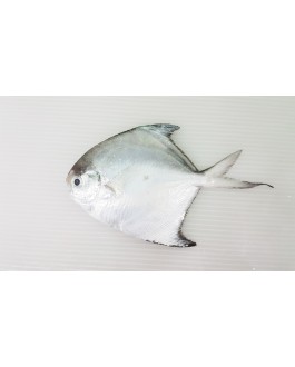 Ikan Bawal Putih (XS) 白鲳鱼 (特小) Local White Pompret (XS)