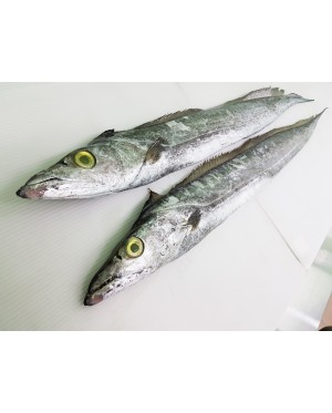Ikan Timah 白带鱼 Belt Fish