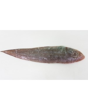 Ikan Sebelah / Lidah 龙舌鱼 / 拖鞋鱼 Sole / Tongue Fish