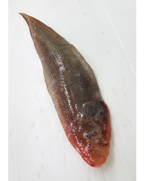 Ikan Sebelah / Lidah 龙舌鱼 / 拖鞋鱼 Sole / Tongue Fish