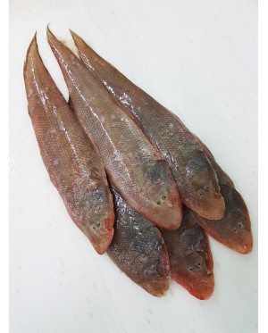 Ikan Sebelah / Lidah 龙舌鱼 / 拖鞋鱼 Sole / Tongue Fish