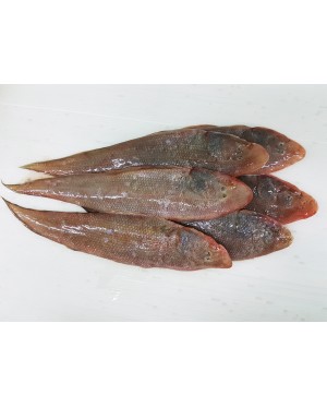 Ikan Sebelah / Lidah 龙舌鱼 / 拖鞋鱼 Sole / Tongue Fish