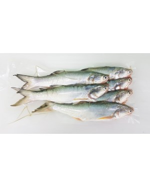 Ikan Senangin (M) 马友鱼 (中) Fourfinger Threadfin (M) / Ma Yau (M)