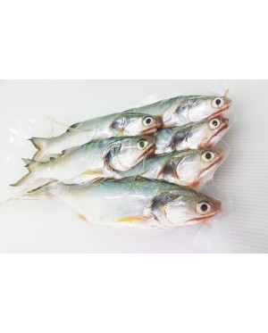 Ikan Senangin (M) 马友鱼 (中) Fourfinger Threadfin (M) / Ma Yau (M)