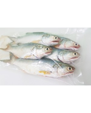 Ikan Senangin (M) 马友鱼 (中) Fourfinger Threadfin (M) / Ma Yau (M)