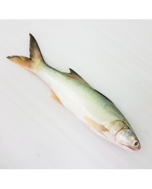 Ikan Senangin (M) 马友鱼 (中) Fourfinger Threadfin (M) / Ma Yau (M)