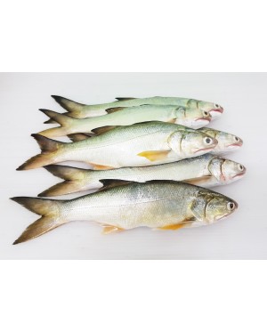 Ikan Senangin (M) 马友鱼 (中) Fourfinger Threadfin (M) / Ma Yau (M)