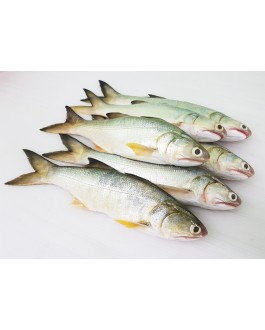 Ikan Senangin (M) 马友鱼 (中) Fourfinger Threadfin (M) / Ma Yau (M)