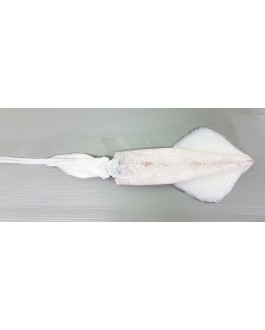 Sotong (XL) 花枝 (特大) Squid (XL) - per 500g