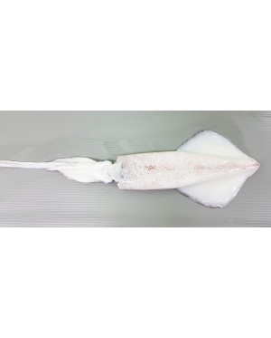 Sotong (XL) 花枝 (特大) Squid (XL) - per 500g