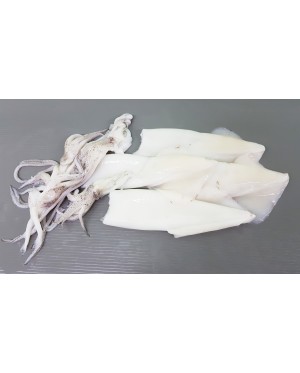 Sotong (XL) 花枝 (特大) Squid (XL) - per 500g