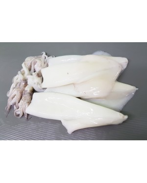 Sotong (XL) 花枝 (特大) Squid (XL) - per 500g