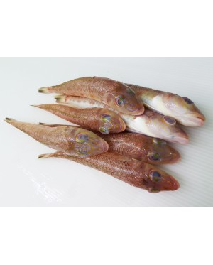 Ikan Bebolos Merah 红沙椎鱼 - per 500g