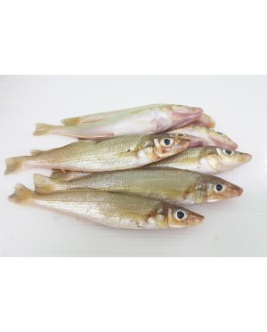 Ikan Bebolos Putih 白沙椎鱼 - per 500g