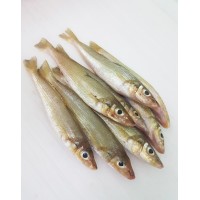 Ikan Bebolos Putih 白沙椎鱼 - per 500g
