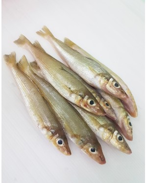 Ikan Bebolos Putih 白沙椎鱼 - per 500g