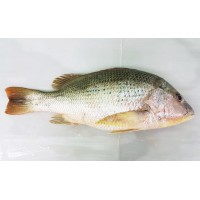 Ikan Jenahak Merah 红枣鱼 Golden Snapper