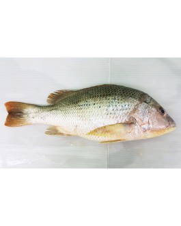 Ikan Jenahak Merah 红枣鱼 Golden Snapper