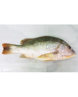 Ikan Jenahak Merah 红枣鱼 Golden Snapper