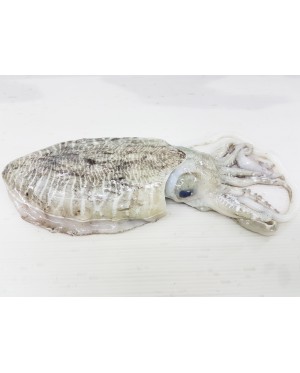 Sotong Katak 墨斗 Cuttlefish