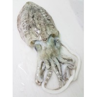 Sotong Katak 墨斗 Cuttlefish