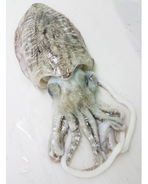 Sotong Katak 墨斗 Cuttlefish
