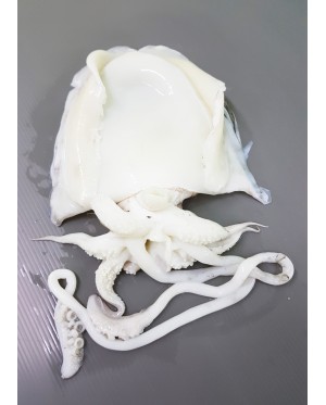 Sotong Katak 墨斗 Cuttlefish
