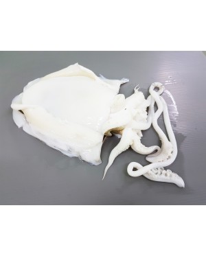 Sotong Katak 墨斗 Cuttlefish