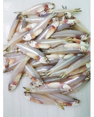 Ikan Bilis 江鱼仔 Anchovies - per 500g